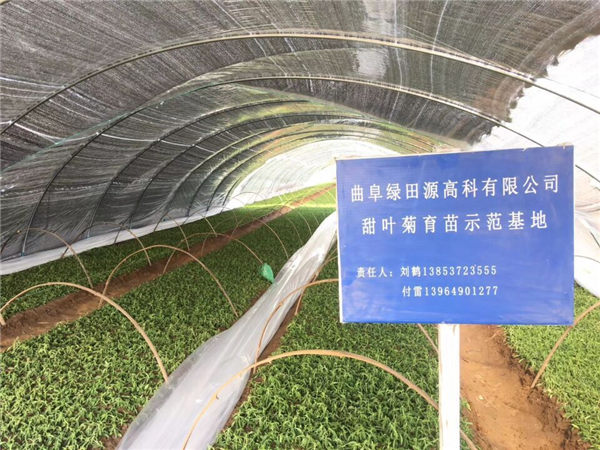 祝賀曲阜綠田源高科甜葉菊150畝有機(jī)育苗基地在山東省曲阜市防山鄉(xiāng)席家村成功落成！
