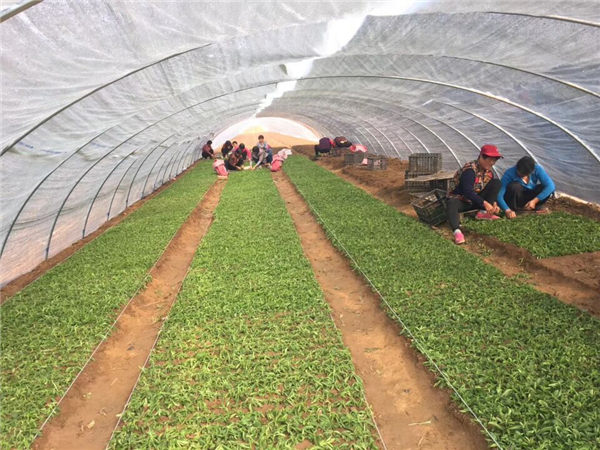 祝賀曲阜綠田源高科甜葉菊150畝有機(jī)育苗基地在山東省曲阜市防山鄉(xiāng)席家村成功落成！